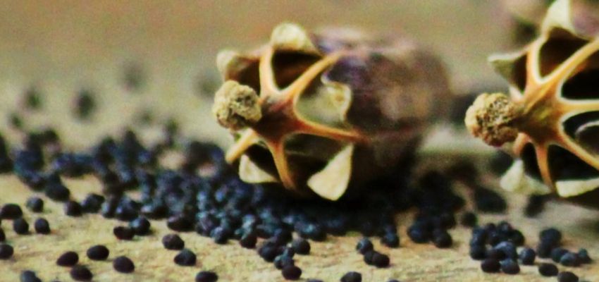 semillas de amapola